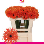 Ge Mi Punki kiko 50cm