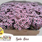 Chr San Mad Bico Tyolo 55cm