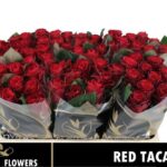 Red Tacazzi 50cm
