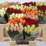 Gemengd (misto) 35cm