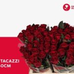 Red Tacazzi 40cm