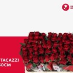 Red Tacazzi 50cm
