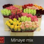 Gemengd (misto) 40cm