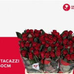 Red Tacazzi 60cm