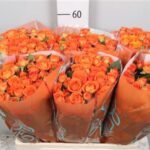 Orange dimension 50cm