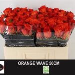 Orange Wave 50cm
