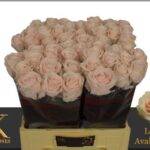 Lovely Avalanche 50cm (A2)