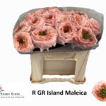 Green Island Maleica 40cm