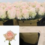 Lovely Dolomiti 70cm