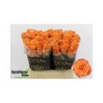 Tropical horizon 60cm