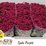 Chr San Mad Tyolo Purple 50cm (600 gr)