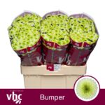 Chr San Aaa Bumper 55cm