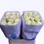 Mondial 50cm (25steli)