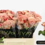 Cappuccino Spray 40cm