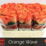 Orange Wave 50cm