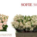 Sofie 50cm