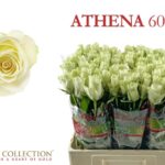 Athena 60cm