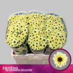 Chr San Yin Yang Cream 55cm