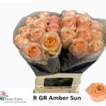 Amber Sun 50cm