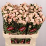 Sweet Porcelina 70cm