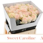 Sweet Caroline 55cm (A2)