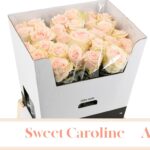 Sweet Caroline 70cm (A2)
