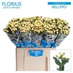 Hyp Coco Bellimo 70cm