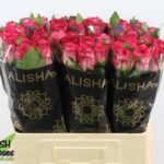 Sweet Enchantment 40cm