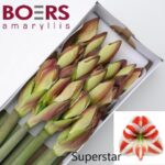 Amaryllis Superstar (12)