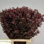 Physocar Op M Sw Che 60cm