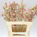 Hibiscus Eden Green 50cm