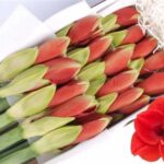 Amaryllis Ferrari (15) 75cm