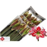 Amaryllis Superstar (15)