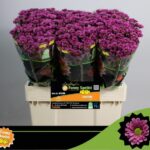 Chr San Aaa Krissi Purple 55cm
