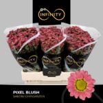 Chr San Pixel Blush 55cm