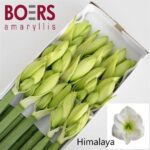Amaryllis Himalaya (12)