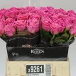 Tan Charlotte 50cm (A2)