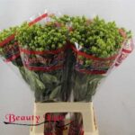 Hyp Globo Applegreen 50cm