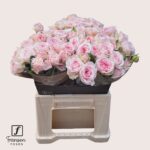 Fatal Attraction 40cm