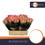 Bloosz 60cm