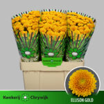 Chr San Ellison gold  55cm