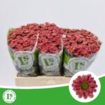 Chr San Rossi Lobster 55cm