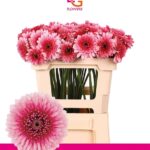 Ge Bv Bolero choo choo