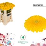 Ge Bv Pom Fantastic 50cm