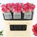 Sweet Enchantment 70cm