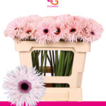 Ge Mi Punki elida 50cm