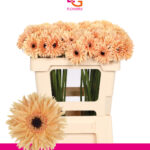 Ge Mi Punki Humba 50cm