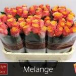 Melange 70cm