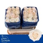 Vendela 50 cm (25steli)