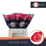Helene 40cm